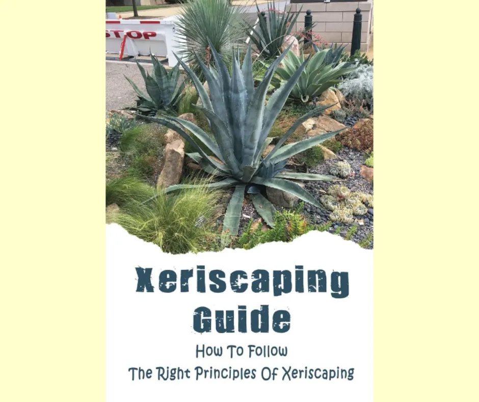 Transforming Your Yard with Xeriscaping